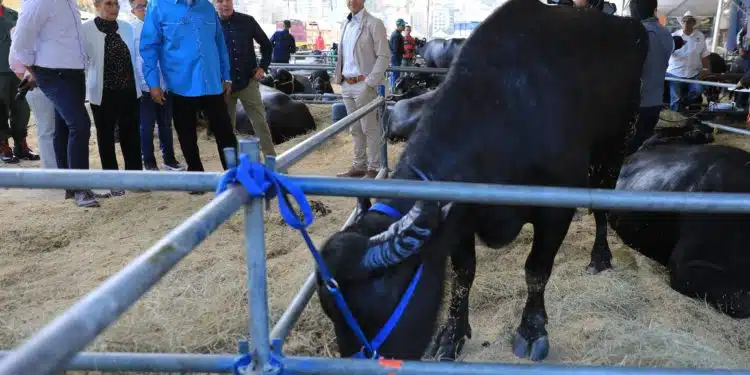 carne de búfalo