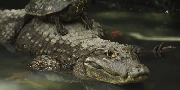 tortugas y cocodrilos