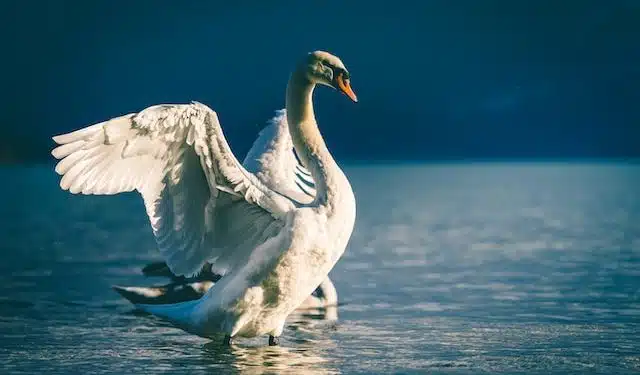 familia de cisnes