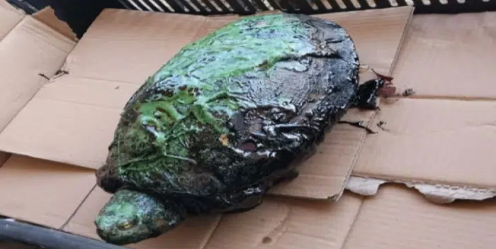 Lago de Maracaibo: Así rescatan a una tortuga llena de petróleo