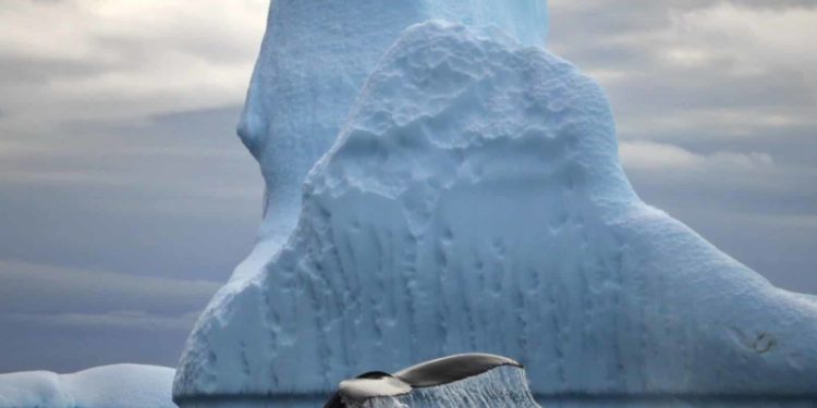 hielo antártico