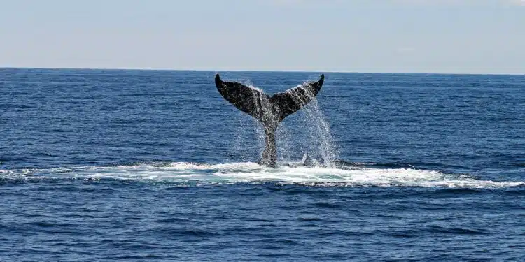 ballenas