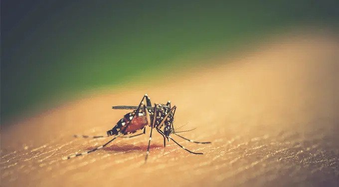 dengue