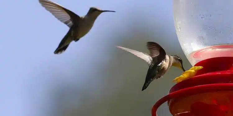 colibríes