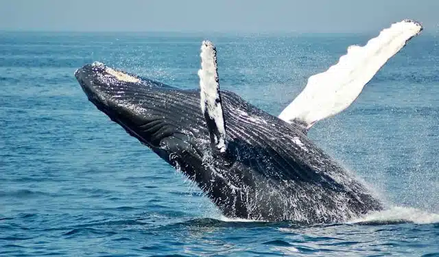 ballenas