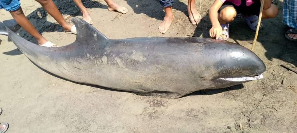 Rescataron a más de 200 delfines que quedaron varados en una playa de Falcón (+fotos y video)