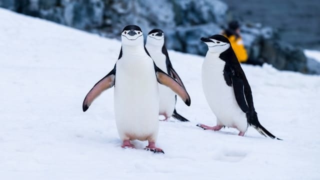 pingüinos