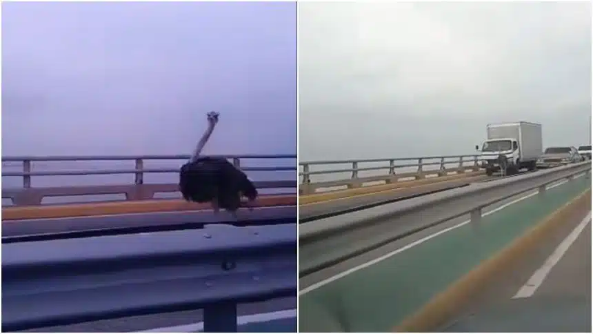 Un avestruz fue visto caminando en pleno Puente sobre el Lago de Maracaibo (+video)