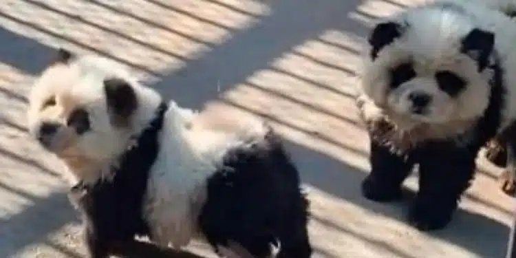 osos pandas