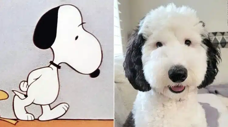 Snoopy