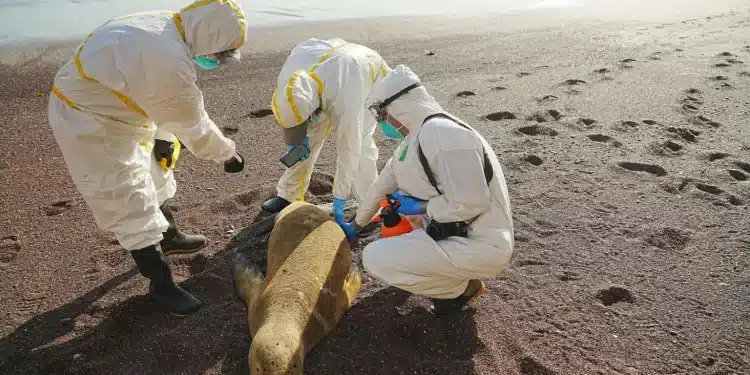 Fotografía cedida hoy por el Servicio Nacional Forestal y de Fauna Silvestre (Serfor) de Perú que muestra a expertos mientras examinan un lobo marino muerto. EFE/ Serfor Perú