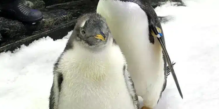 SÍDNEY, 22/08/2024.- Sphen, el pingüino que saltó a la fama en 2018 después de que él y su pareja del mismo sexo Magic se convirtieran en padres de una cría que ellos mismos incubaron, murió a la edad de once años, según informó este jueves el acuario SEA Life de la ciudad australiana de Sídney. EFE/SEA Life Sydney  *****SOLO USO EDITORIAL/SOLO DISPONIBLE PARA ILUSTRAR LA NOTICIA QUE ACOMPAÑA (CRÉDITO OBLIGATORIO) *****