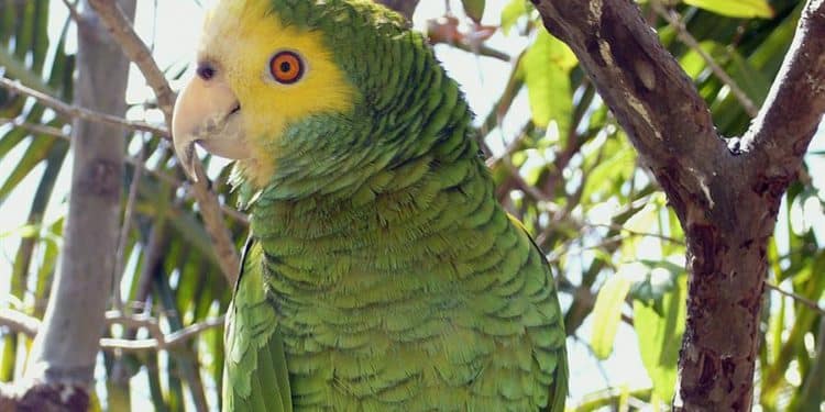 Fotografía de archivo del 10 de enero de 2014 cedida por Loro Parque Fundación de una cotorra margariteña, en Santa Cruz de Tenerife (España). La ONG ambientalista de Venezuela Provita incorporó 222 crías de cotorras margariteñas en el estado Nueva Esparta (insular), una especie en peligro de extinción, que sobrevivieron gracias a la construcción de nidos artificiales y la vigilancia de sus cuidadores, desde su nacimiento hasta que alzaron su primer vuelo, según informó la organización en una nota difundida este martes. EFE/ Loro Parque Fundación