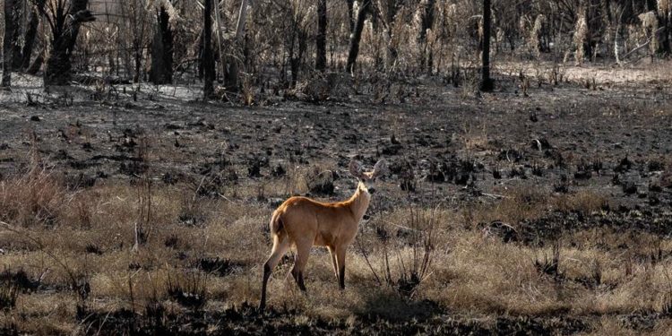 Fotografía cedida por Colectivo Quipa de un venado en medio de un bosque quemado en la Amazonía. La Amazonía está viviendo una "crisis sin precedentes" debido a los incendios que devastan la región y la peor sequía registrada en 121 años, alertaron este miércoles diversos representantes de pueblos indígenas de Suramérica en una rueda de prensa en Nueva York, en la que exigieron tomar acciones por parte de la comunidad internacional. EFE/ Colectivo Quipa