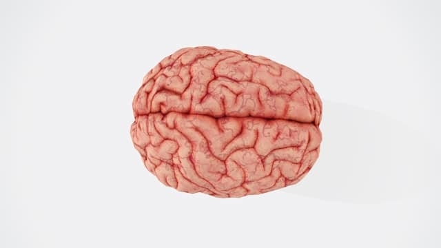 cerebro