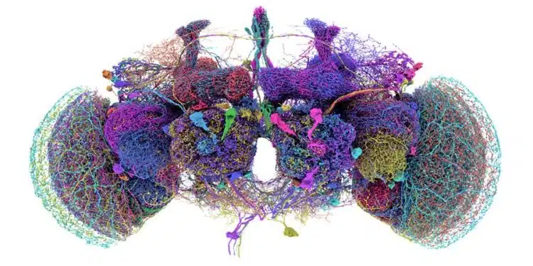 Mapa que muestra la ubicación y disposición precisas de las 50 neuronas más grandes del conectoma del cerebro de la mosca.