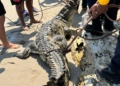 Hallan un caimán de casi tres metros en las playas de Higuerote (+video)