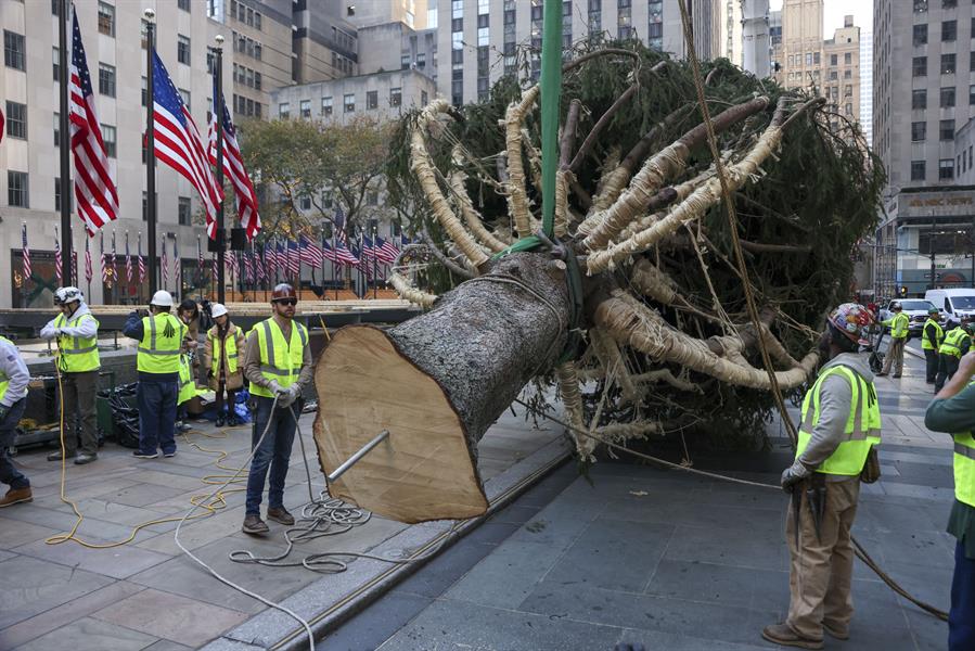 El árbol de Navidad del Rockefeller Center ya está en Nueva York para inaugurar la temporada