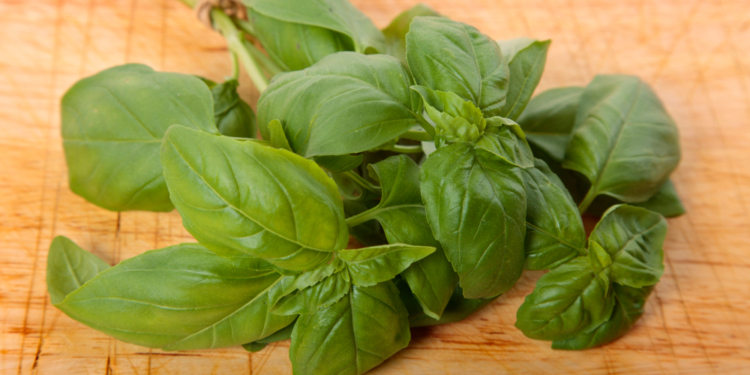 albahaca