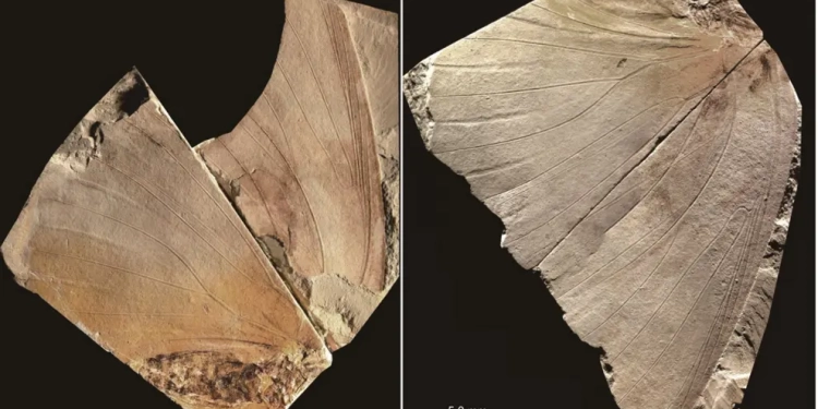 mariposa